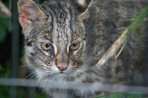 سلالة أوسوري Cat Care