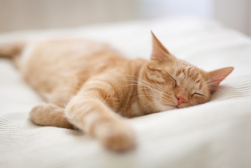 cat purring