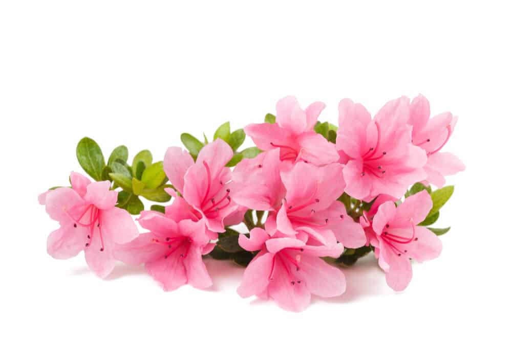 مجموعة من أزهار الأزاليات الوردية سامة للقطط
