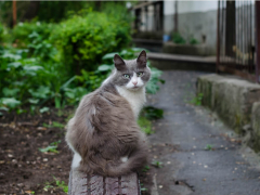 Rabies in Cats Feature