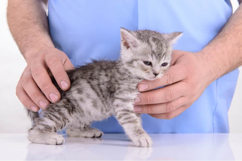 صورة لقط صغير مصاب بمرض الحمى القلاعية عند الطبيب البيطري