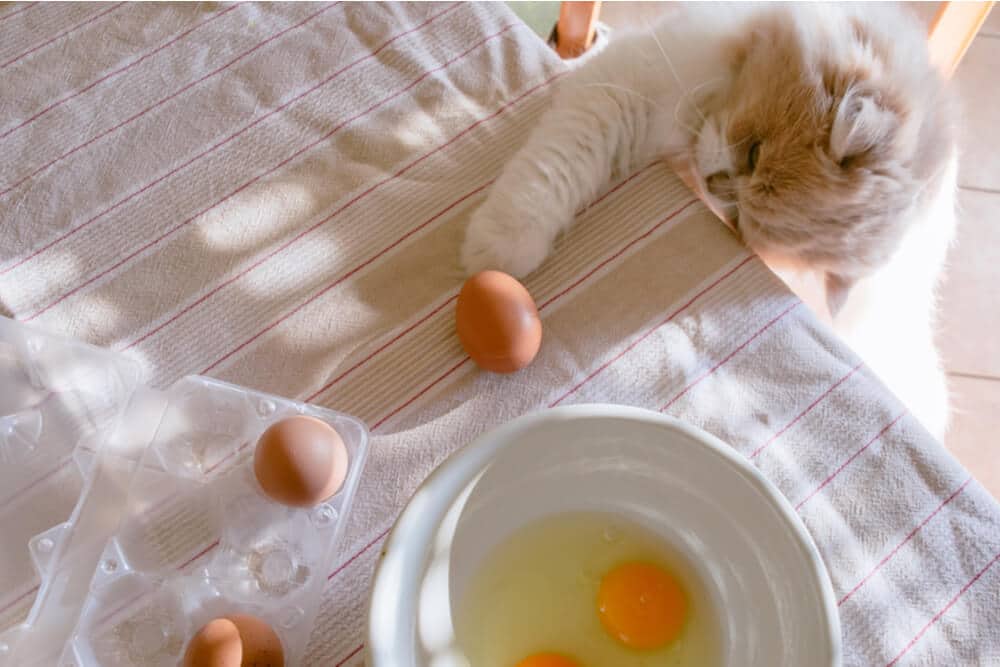 صورة تصور قطة تستكشف البيض على طاولة بفضول، مع وجود بيضة مكسورة مفتوحة على طبق