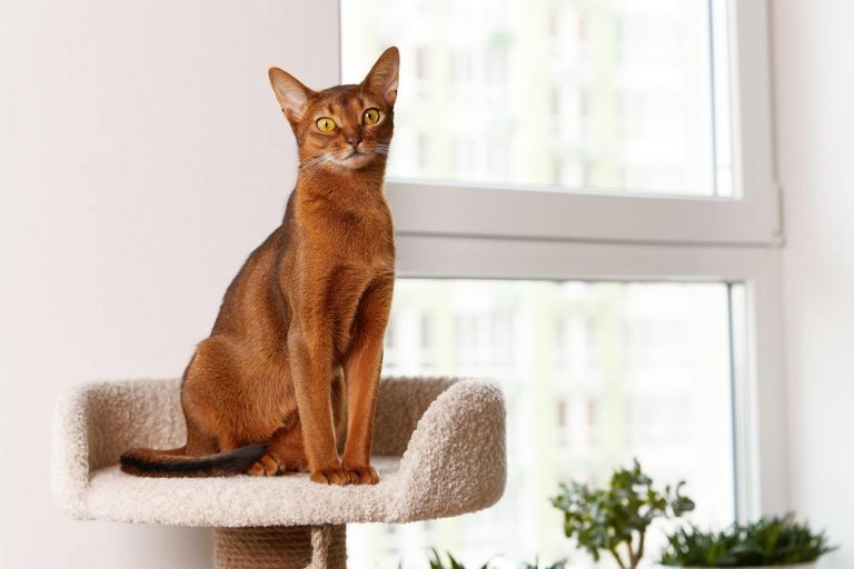 About the الأبيسيني Cat