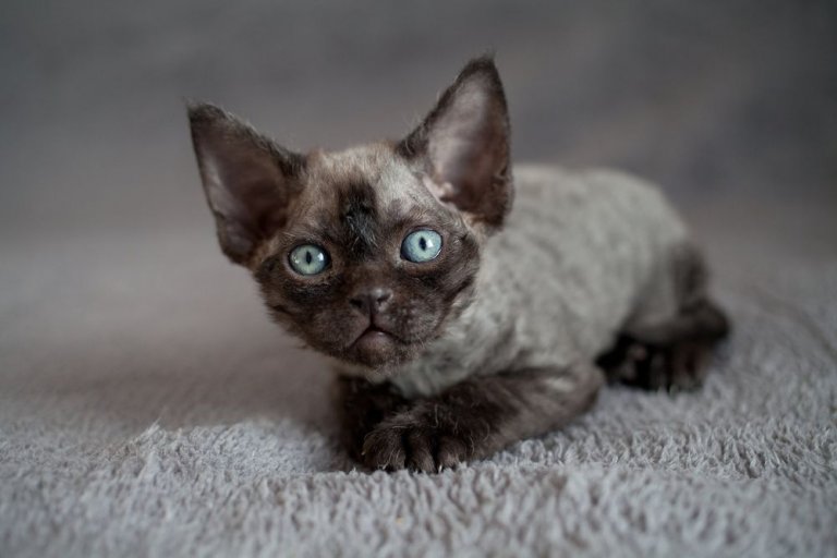 ديفون ريكس Cat Care