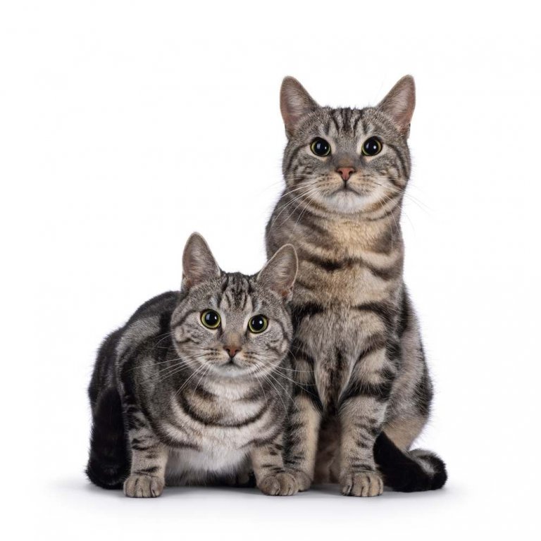 About the القط الأوروبي قصير الشعر Cat