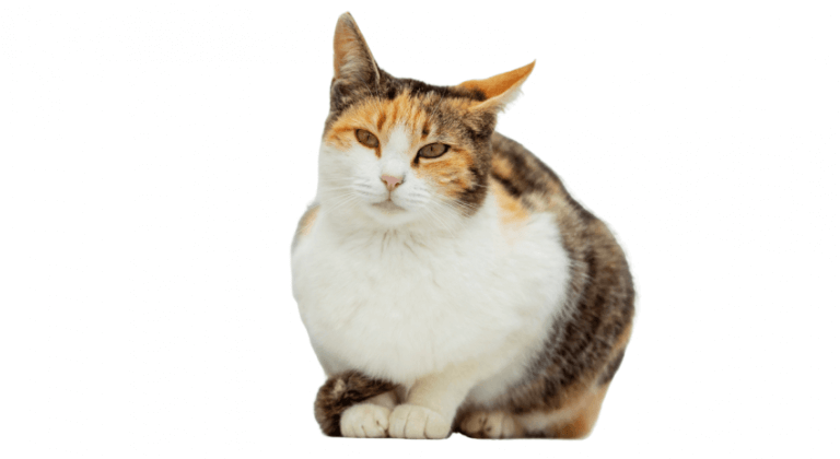  بحر ايجه Breed Image