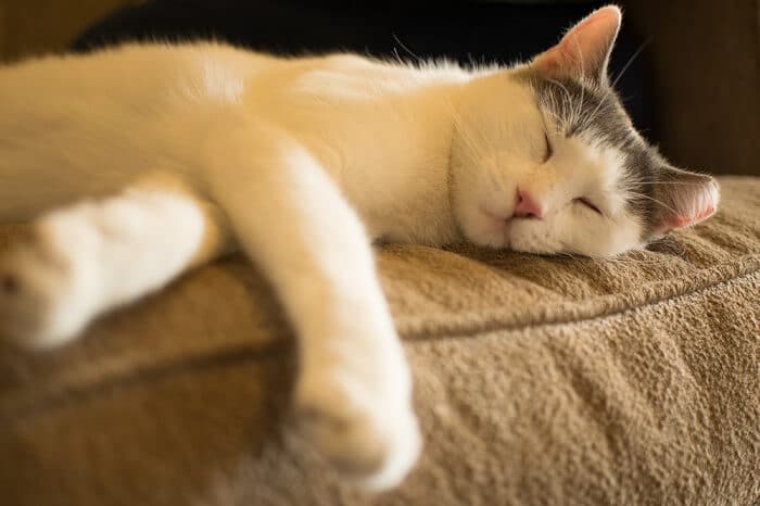 About the بحر ايجه Cat