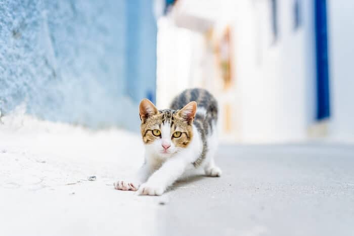 بحر ايجه Cat Care