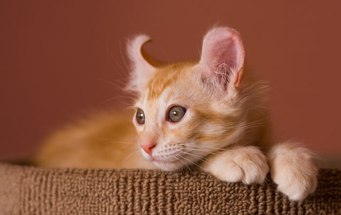 About the التجعيد الأمريكي Cat