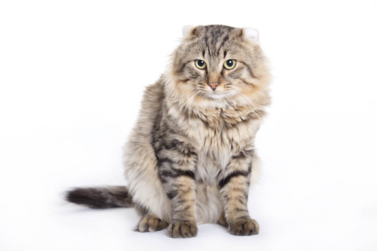 About the القط الأمريكي طويل الشعر Cat
