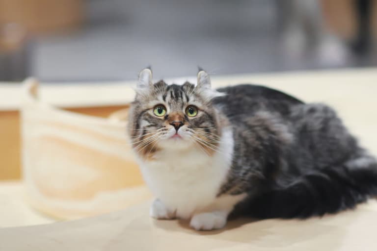 القط الأمريكي طويل الشعر Cat Care