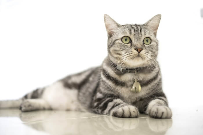 القط الأمريكي قصير الشعر Cat Care