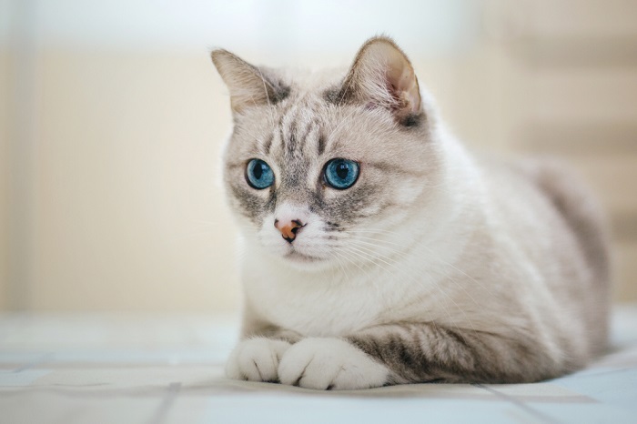 الشعر السلكي الأمريكي Cat Care