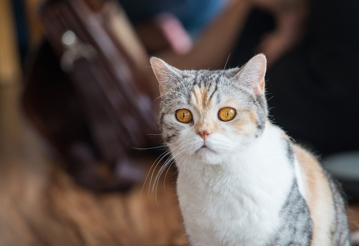 About the الشعر السلكي الأمريكي Cat
