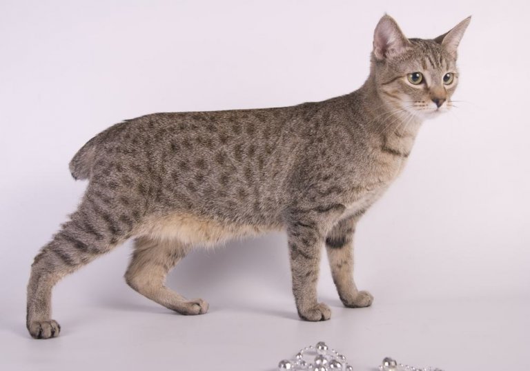 About the ذيل أمريكي قصير Cat