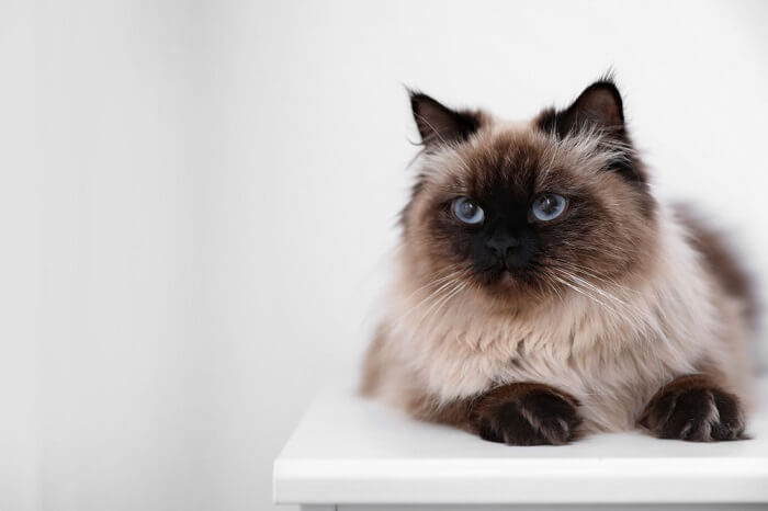About the بالينيزي Cat
