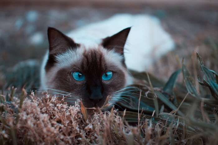بالينيزي Cat Care