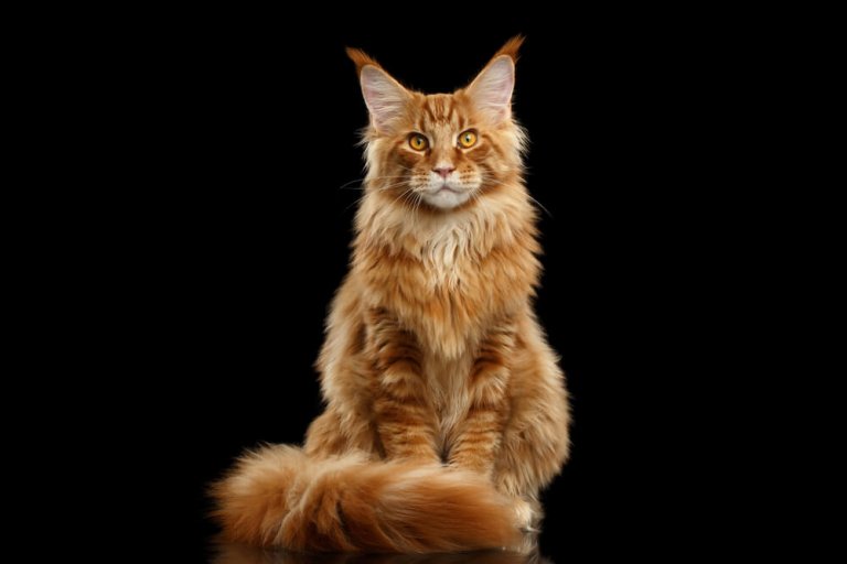 About the مين كون Cat