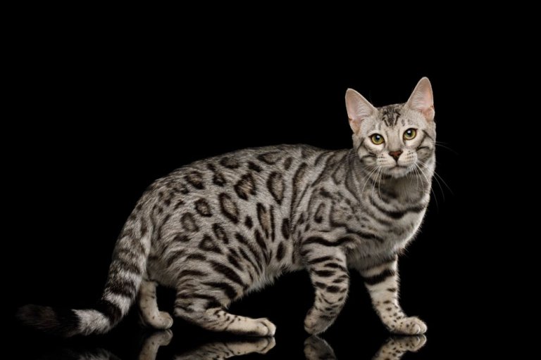 About the البنغال Cat
