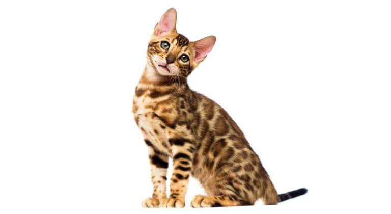 البنغال