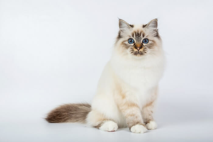 About the بيرمان Cat