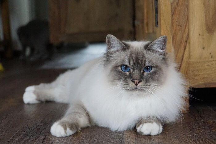 بيرمان Cat Care