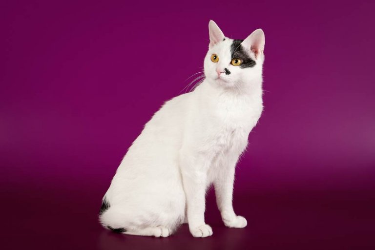 ذيل قصير ياباني Cat Care
