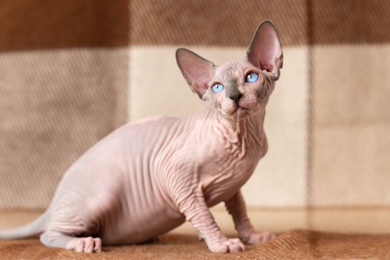 About the سفينكس Cat