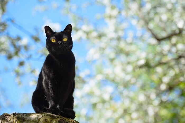 About the بومباي Cat
