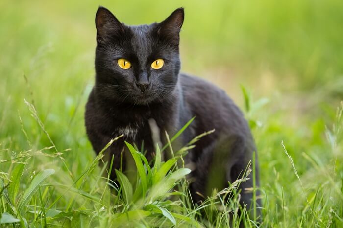 بومباي Cat Care