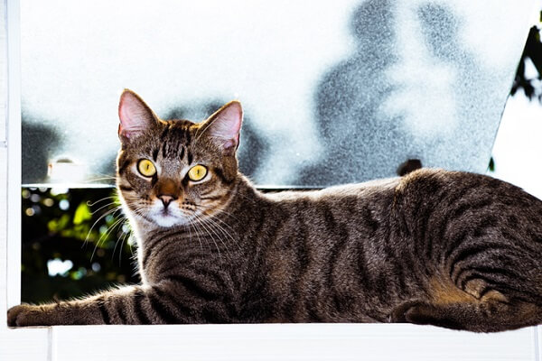 About the قطة برازيلية قصيرة الشعر Cat