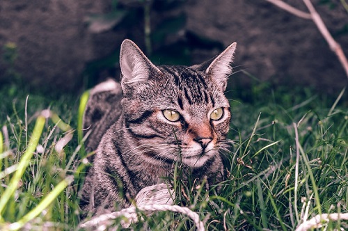 قطة برازيلية قصيرة الشعر Cat Care