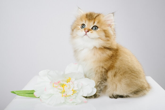 القط البريطاني ذو الشعر الطويل Cat Care