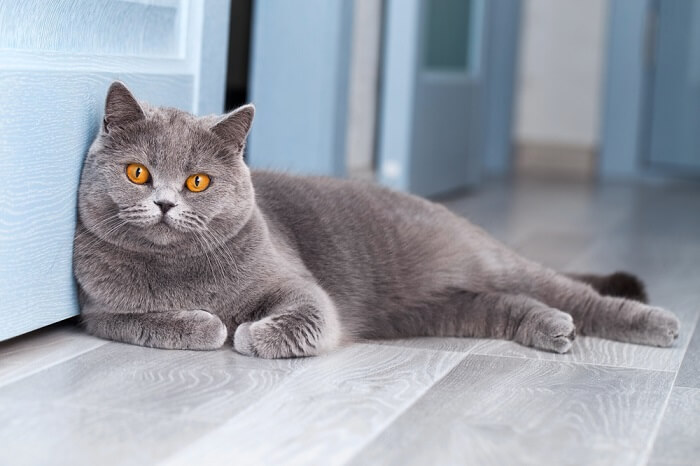 About the البريطاني قصير الشعر Cat