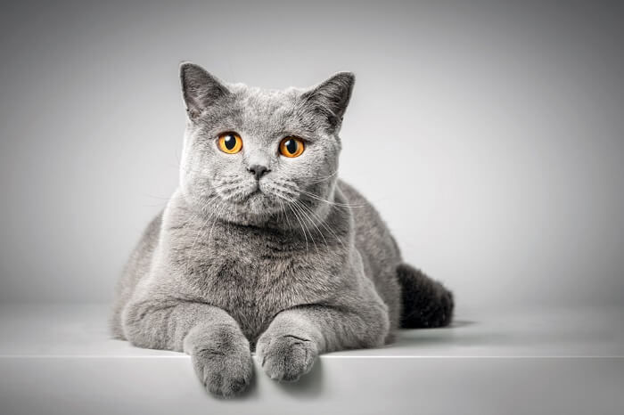 البريطاني قصير الشعر Cat Care