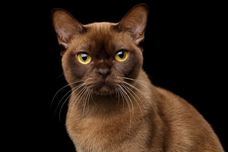 About the البورمية Cat