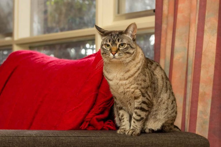 الضباب الأستراليأسترالي-ميست Cat Care