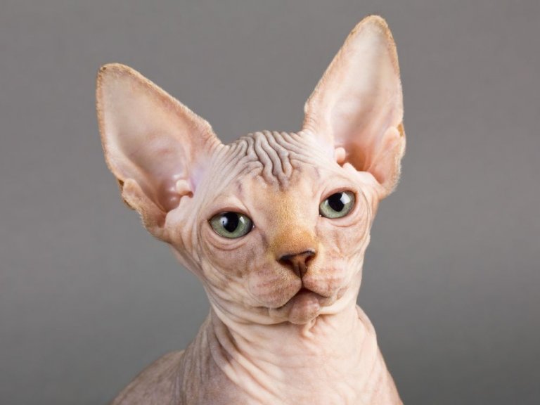 سفينكس Cat Care