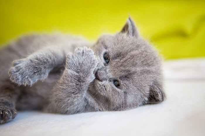 About the شارترو Cat