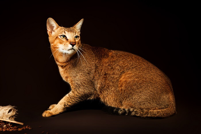 شوسي Cat Care