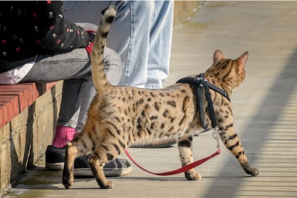 About the شيتو Cat