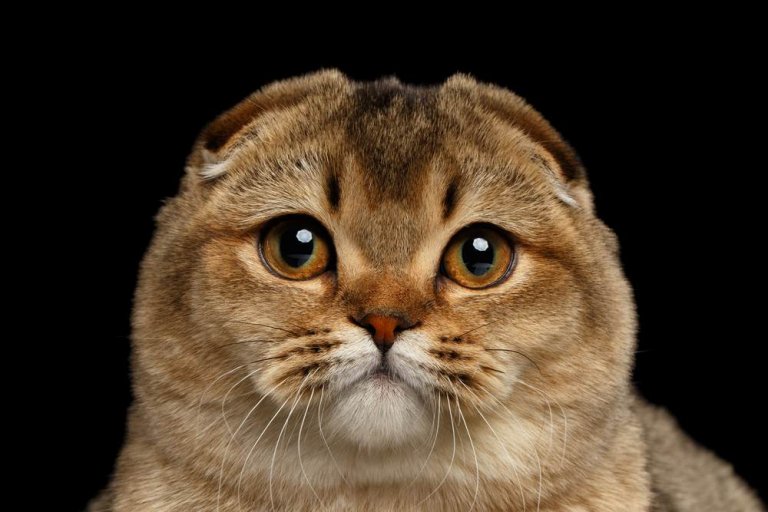 About the سكوتش فولد Cat