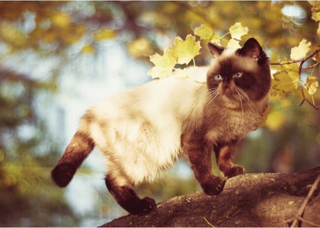 About the كولوربوينت شورتهاير Cat