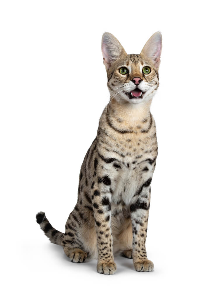 About the سافانا Cat