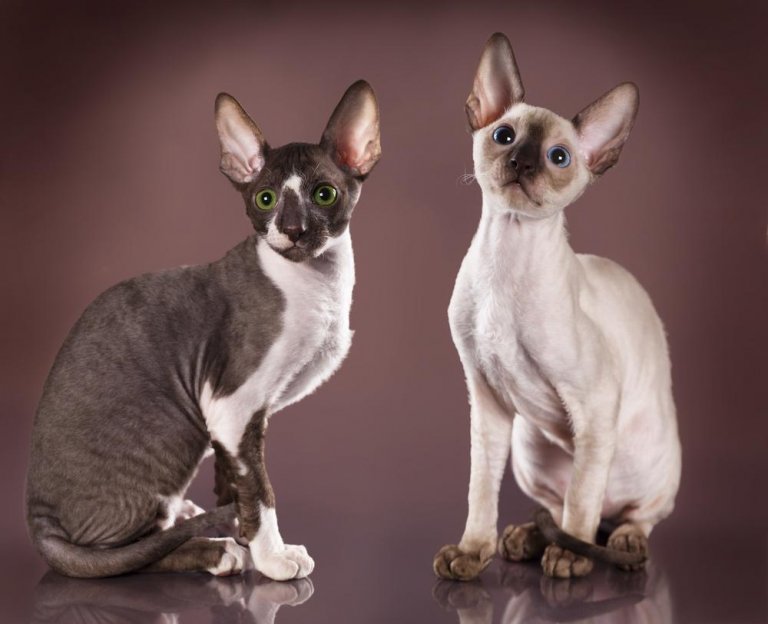 كورنيش ريكس Cat Care