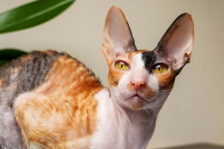About the كورنيش ريكس Cat