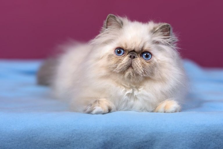 About the الهيمالايا Cat