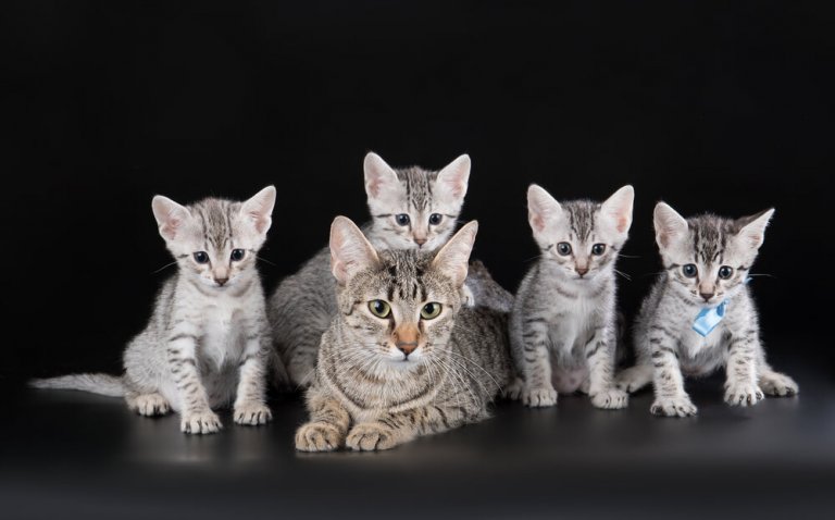 الماو المصري Cat Care