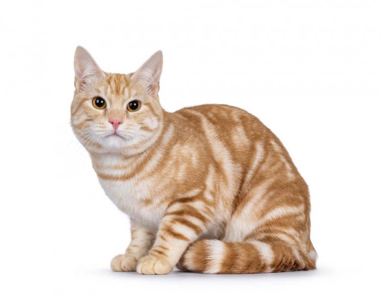 القط الأوروبي قصير الشعر Cat Care