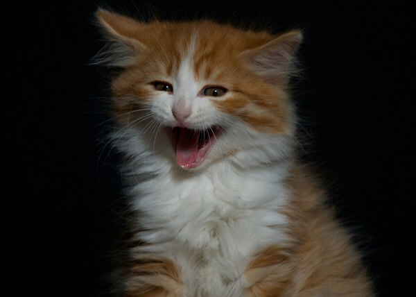 About the سيمريك Cat
